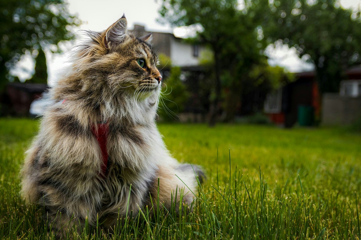 Il gatto siberiano: guida completa per crescerlo sano, felice e amato in casa con cura