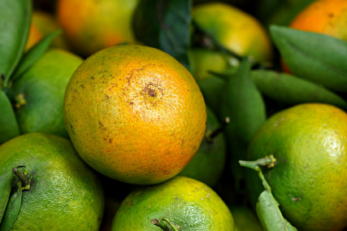 Odori e aromi fastidiosi per i gatti e rimedi ecologici efficaci per allontanarli in casa