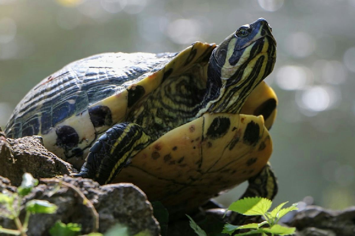 Tartarughe di terra: alimenti ideali per una crescita sana e un benessere duraturo