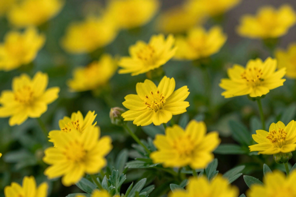 Come piantare nel tuo giardino i fiori gialli di Euryops: consigli da seguire per un buon risultato