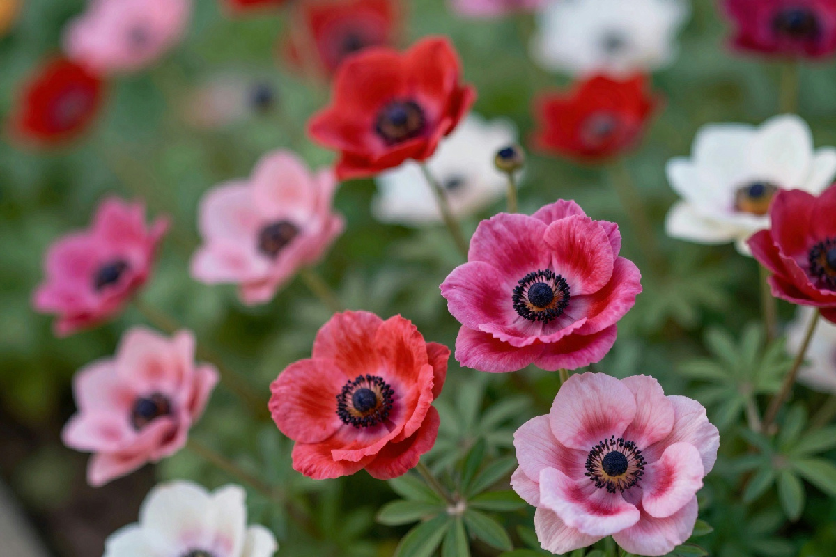 Il giapponese anemone è uno dei fiori che iniziano a colorare la primavera con la sua bellezza naturale