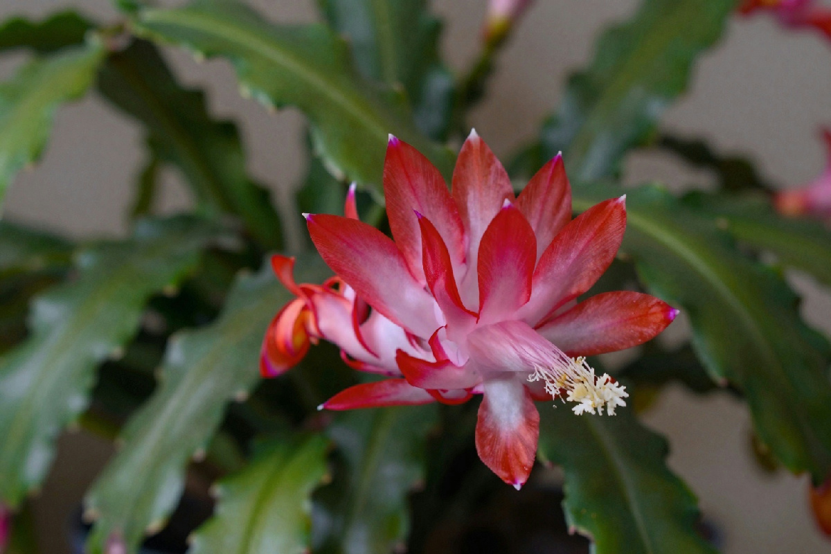 La pianta ideale per avere fiori viola a fischietto fino a Pasqua in casa