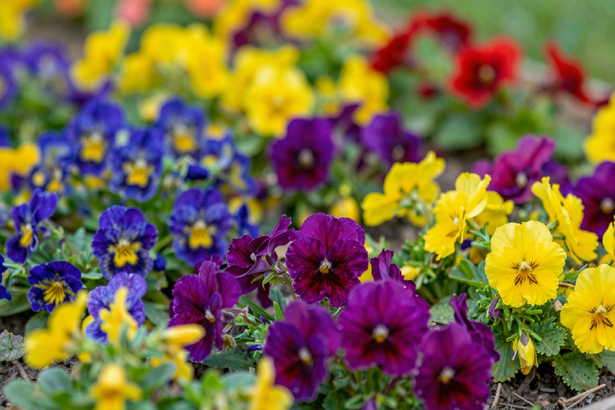 Piante pioniere: coltivale ora per un giardino che fiorisce in anticipo e si riempie di colori