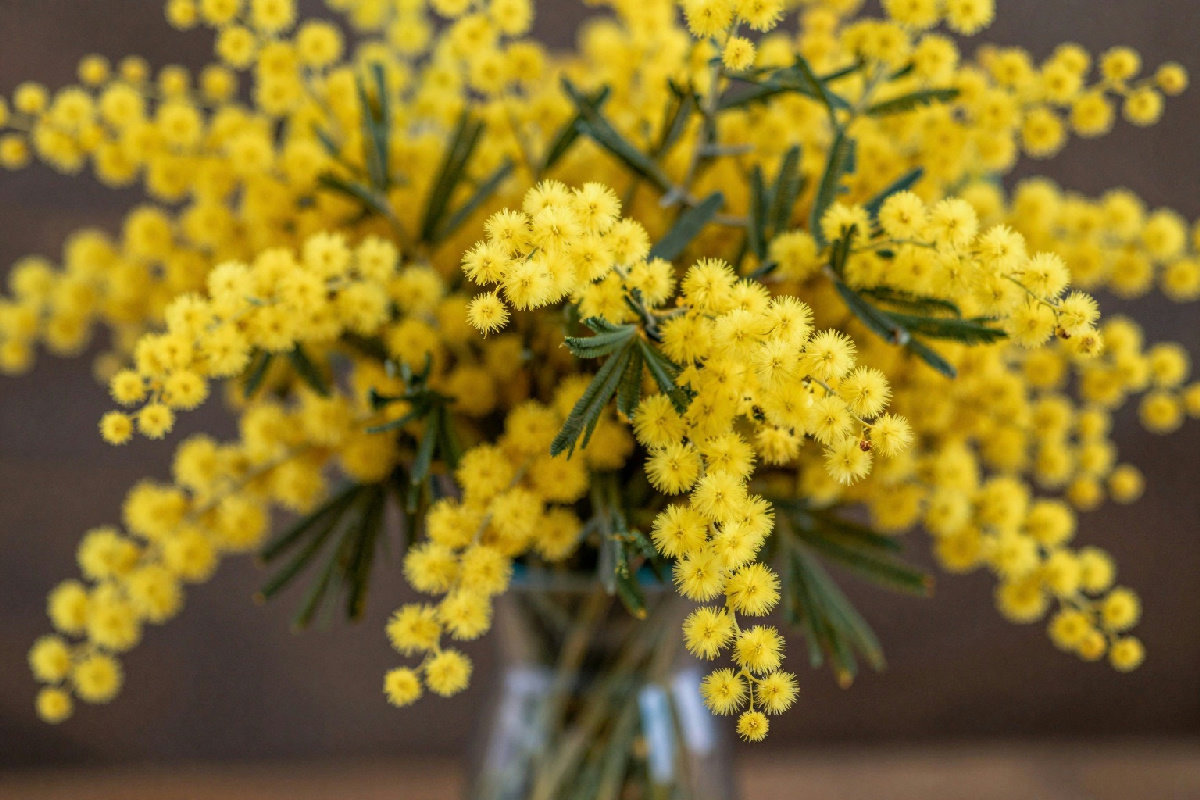 Come conservare le mimose fresche per farle durare più a lungo nella tua casa
