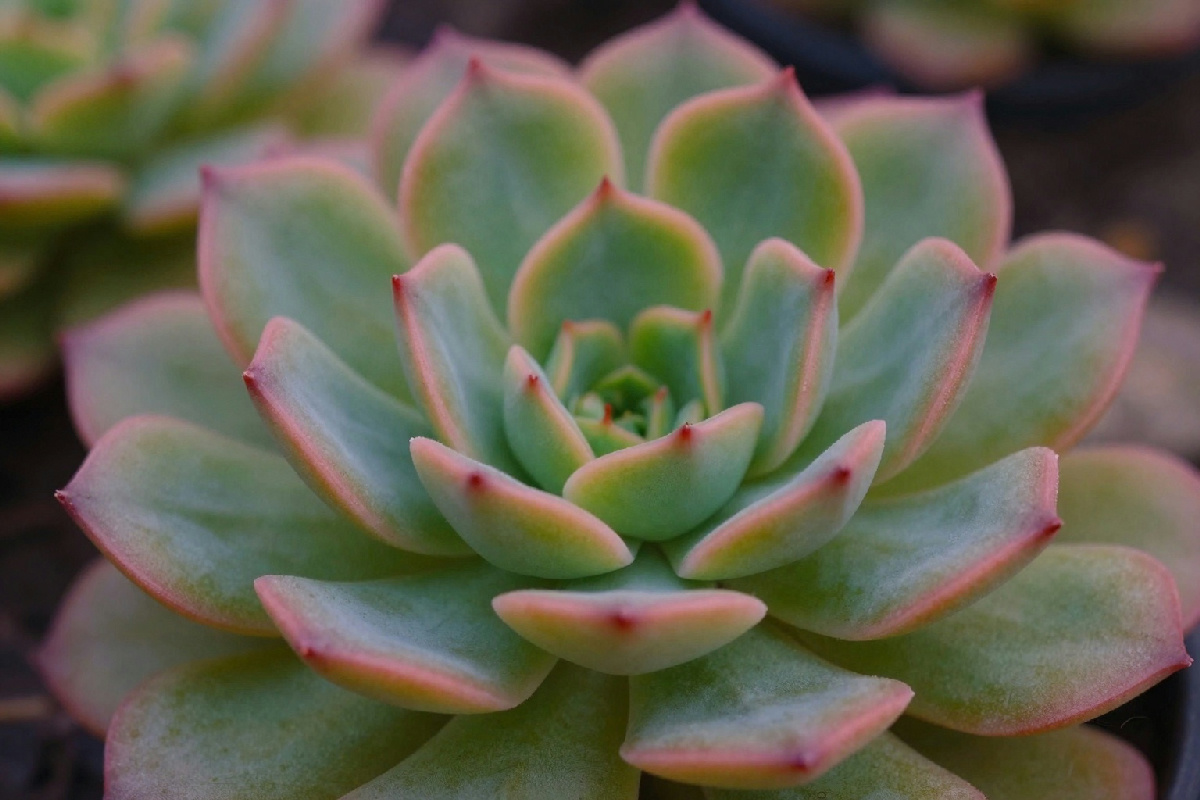 Questa palla di fiori, chiamata Crassula Springtime, rappresenta il simbolo della primavera